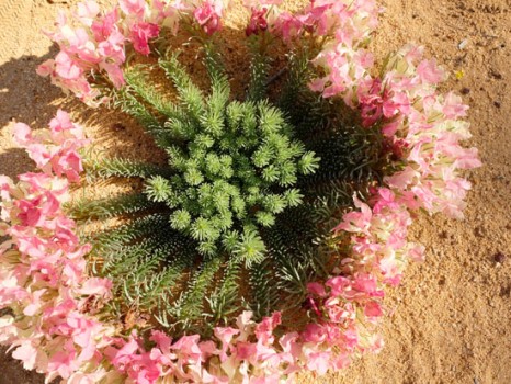 パースの北へ 西オーストラリアのワイルドフラワーに出会うプチ旅行記 パースで手作りざんまい