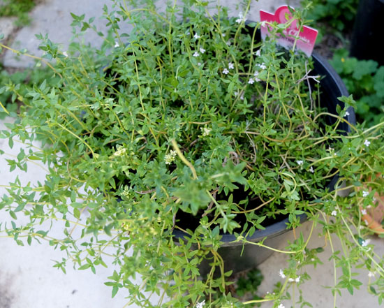 初めて植えるなら 便利なのに楽々育つハーブの種類と育て方 使い方 パースで手作りざんまい