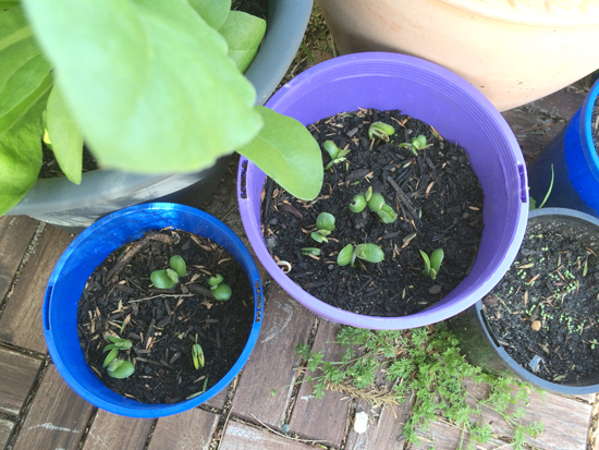 パースで枝豆を栽培してみた 体験記 枝豆の植え方と育て方 パースで手作りざんまい