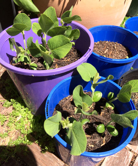 パースで枝豆を栽培してみた 体験記 枝豆の植え方と育て方 パースで手作りざんまい